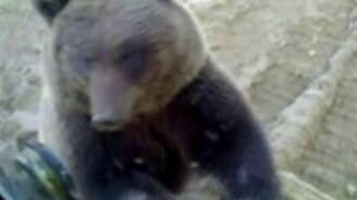 Медведь и тракторист - смотреть видео (0:38)