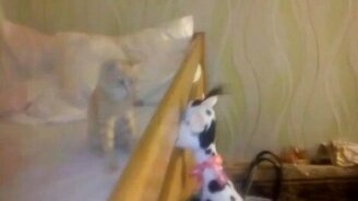 Кот с пылающими глазами - смотреть видео (0:32)