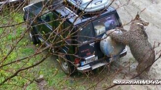Медведь рвёт запаску на авто - смотреть видео (0:26)
