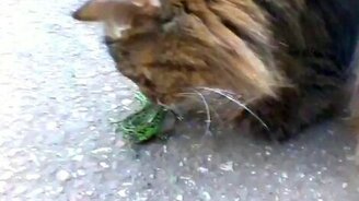 Кот играется с ящеркой - смотреть видео (1:32)