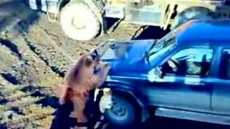 Медведь и КамАЗист - смотреть видео (7:58)