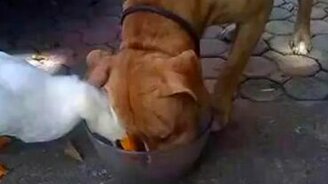 Ты съел всю мою еду! - смотреть видео (0:39)