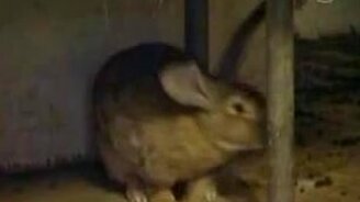 Кролик-гигант - смотреть видео (1:44)
