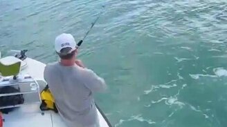 Акулы с крючка сняли рыбу - смотреть видео (1:35)