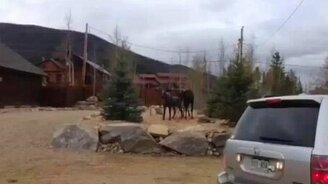 Лось и статуя лося - смотреть видео (0:51)