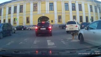 Умный четвероногий пешеход - смотреть видео (0:43)