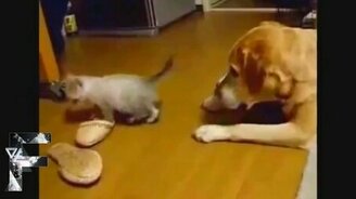 Смешные-пресмешные животные - смотреть видео (6:16)