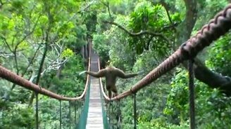 Гиббон на канатных перилах - смотреть видео (0:44)