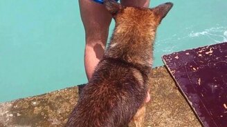 Собака-слюдьминыряка - смотреть видео (2:04)