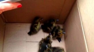 Ребята спасли утят из канализации - смотреть видео (2:51)