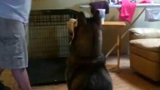 Собака драматически умирает - смотреть видео (0:08)