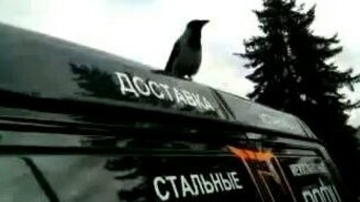 Ворона кукарекает - смотреть видео (0:31)