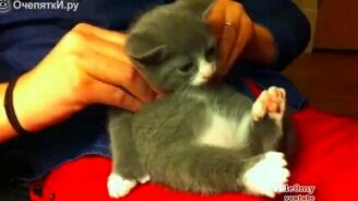 Майские прикольные кошки - смотреть видео (5:26)