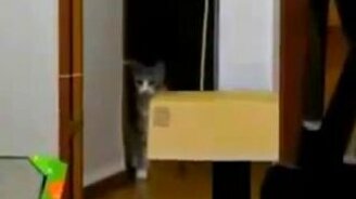 Ужастик про кота - смотреть видео (0:55)