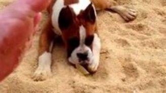 Реакция собаки на лайм - смотреть видео (1:21)