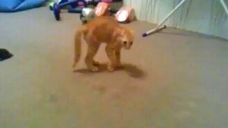 Смешной задиристый котёнок - смотреть видео (0:48)