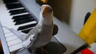 Певчий попугайчик - смотреть видео (1:06)