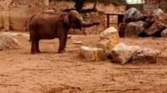 Слон набивает ритм - смотреть видео (0:10)