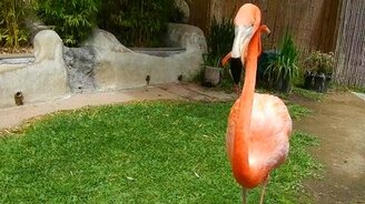 Покормили фламинго - смотреть видео (1:53)