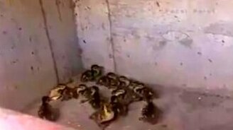 Спасение утят и беспокойная утка - смотреть видео (1:16)