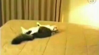 Кошаки в эфире - смотреть видео (2:46)