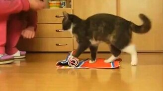 Дрессированный котяра - смотреть видео (3:17)