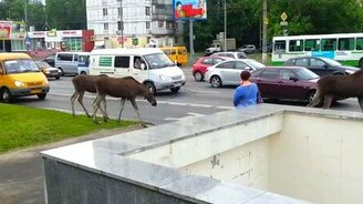 Лосиное семейство в городе - смотреть видео (0:32)
