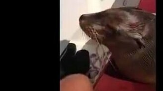 Дикий ручной морской котик - смотреть видео (5:56)