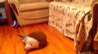 Неутомимый хорёк - смотреть видео (0:28)