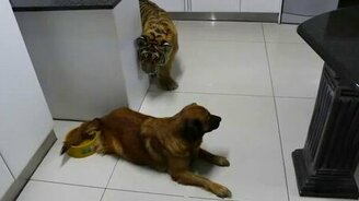 Собака против тигрёнка - смотреть видео (2:31)