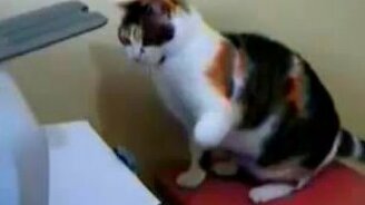 Кошка против принтера - смотреть видео (1:07)