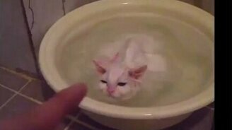 Горячая ванна для котяры - смотреть видео (1:25)