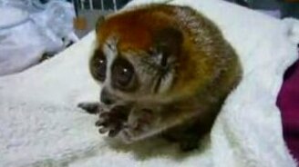 Лемур кушает - смотреть видео (1:02)