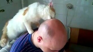 Кот обожает своего хозяина - смотреть видео (1:18)