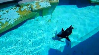 Пингвин охотится за тенью - смотреть видео (0:45)