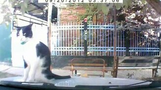 Невозмутимый кот на капоте - смотреть видео (1:20)