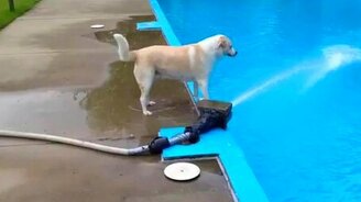 Пёс доигрался - смотреть видео (0:17)