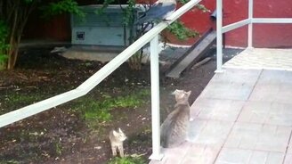 Ворона расслабилась - смотреть видео (0:40)