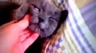 Кот-симулянт - смотреть видео (1:17)