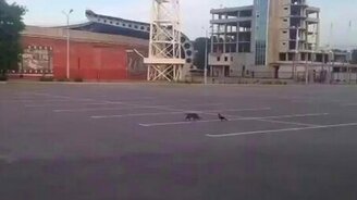 Ворона как хвостик - смотреть видео (0:45)