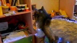 Любопытная остриженная кошка - смотреть видео (0:52)