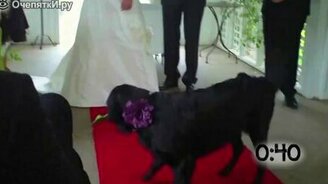 Собаки, поучавствовавшие в свадьбе - смотреть видео (1:04)