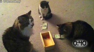 Азартные кошаки - смотреть видео (1:03)