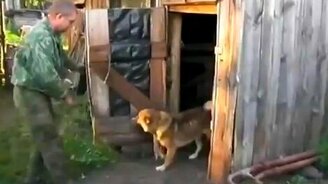 Собака-дверизакрывака - смотреть видео (1:09)