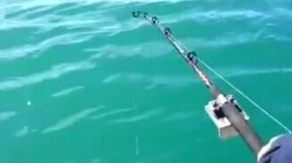 Внезапная касатка - смотреть видео (0:32)