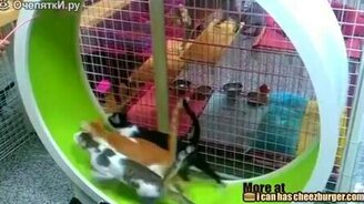 Хомякоподобные кошки - смотреть видео (1:18)