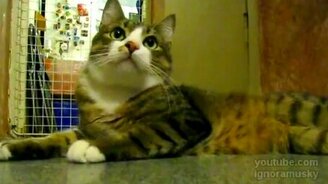 Кот и флейта - смотреть видео (0:41)