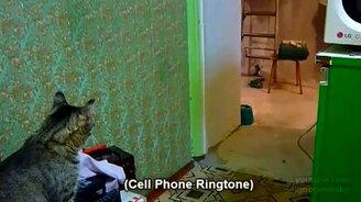 Хозяйка, тебя к телефону! - смотреть видео (0:32)