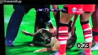 Собаки мешают игре - смотреть видео (1:04)