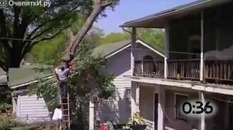 Неправильно повалили деревья - смотреть видео (0:55)